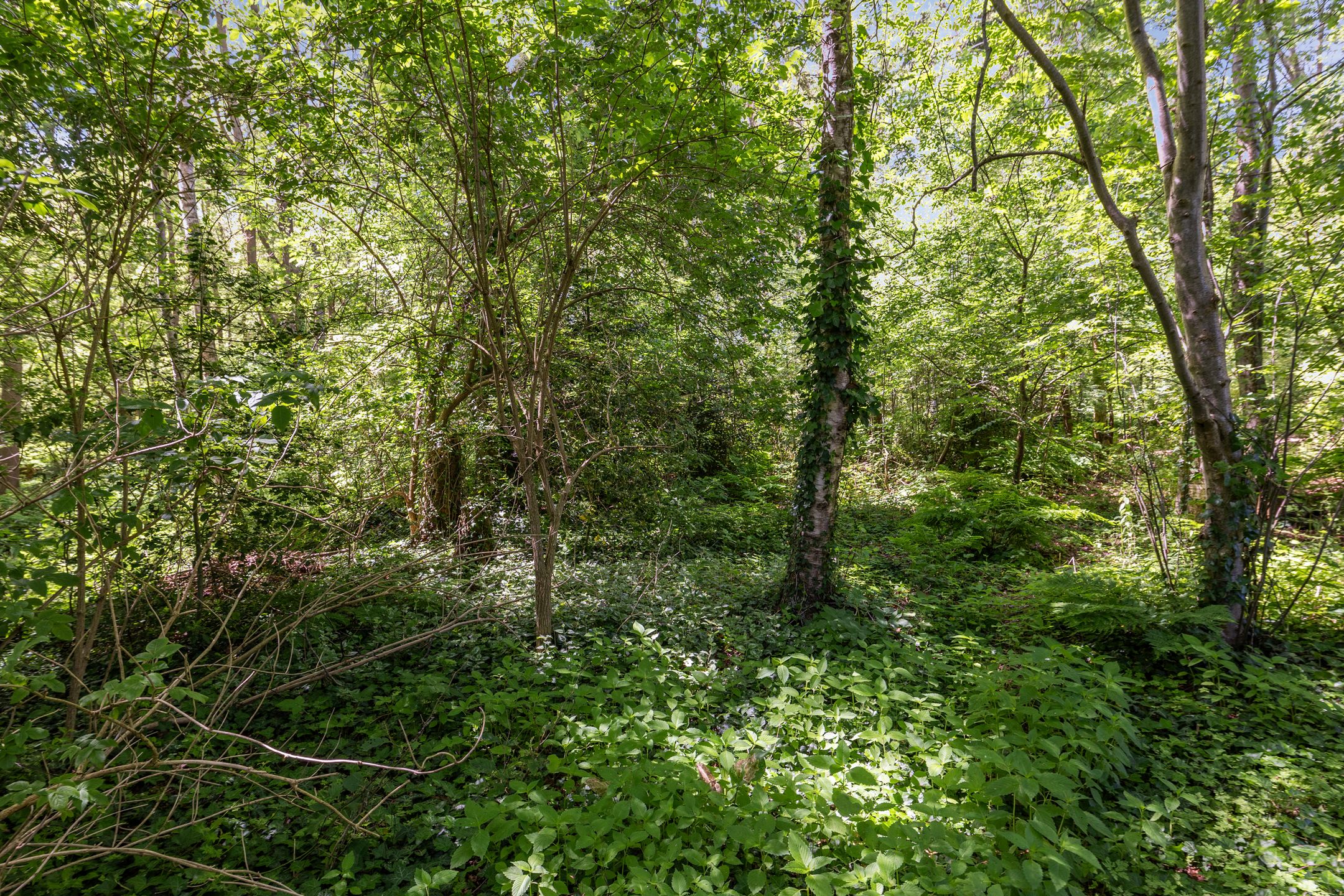 Photo 66 of Berkenlaan 18