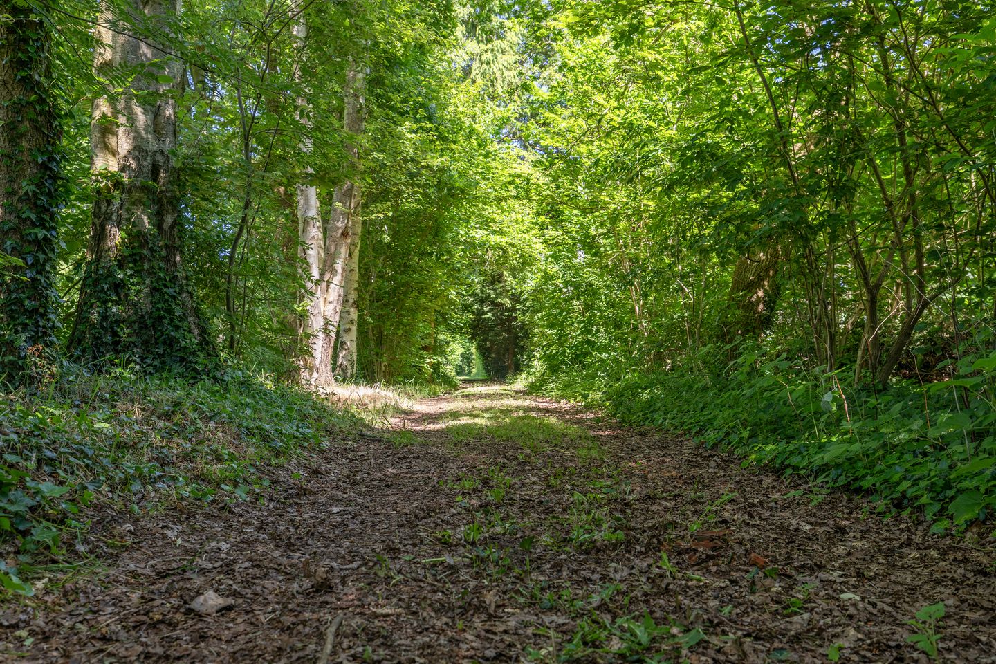 Photo 79 of Berkenlaan 18