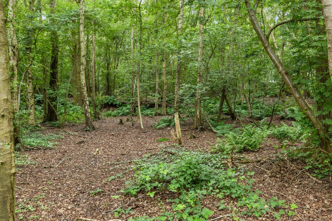Photo 68 of Berkenlaan 18