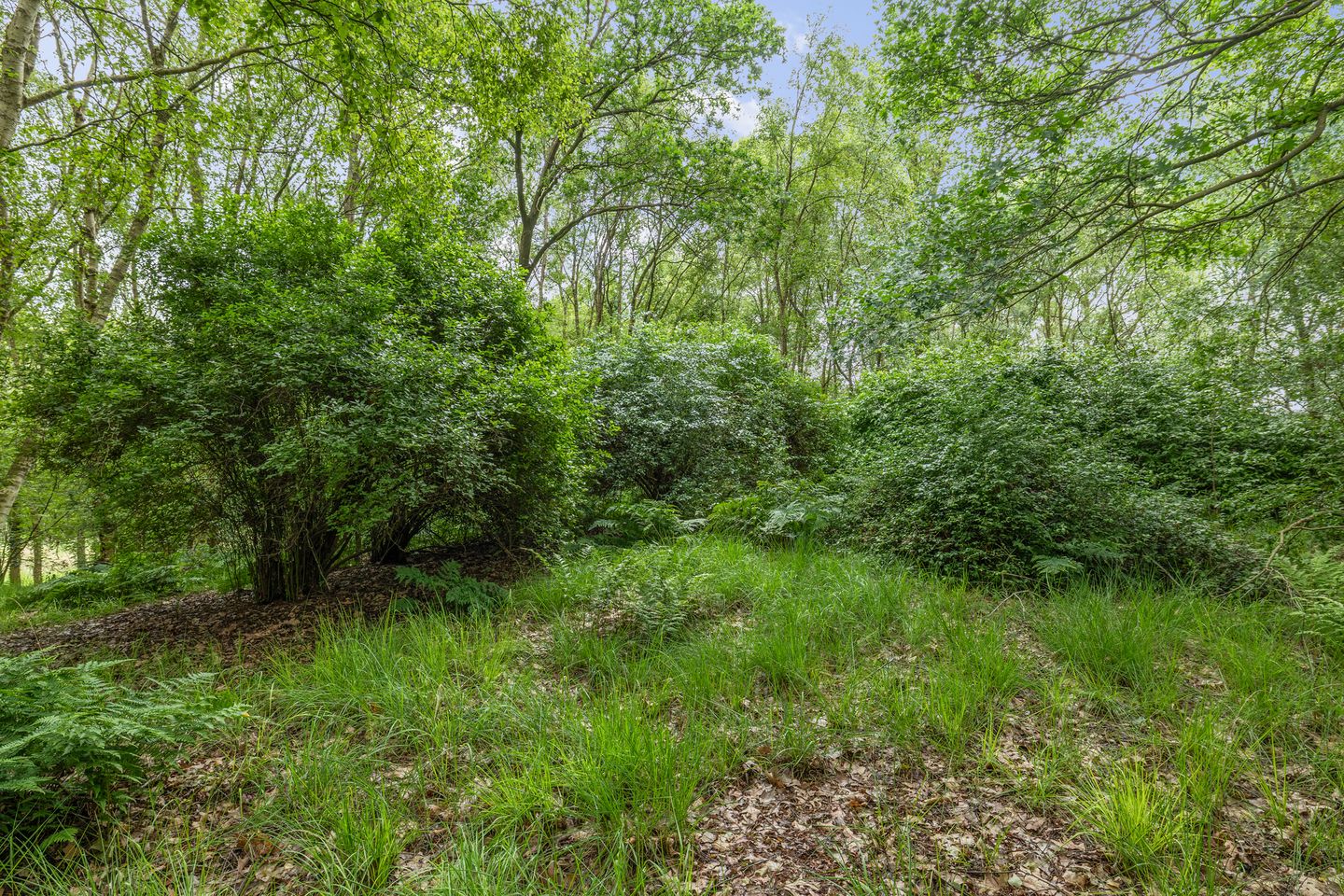 Photo 70 of Berkenlaan 18