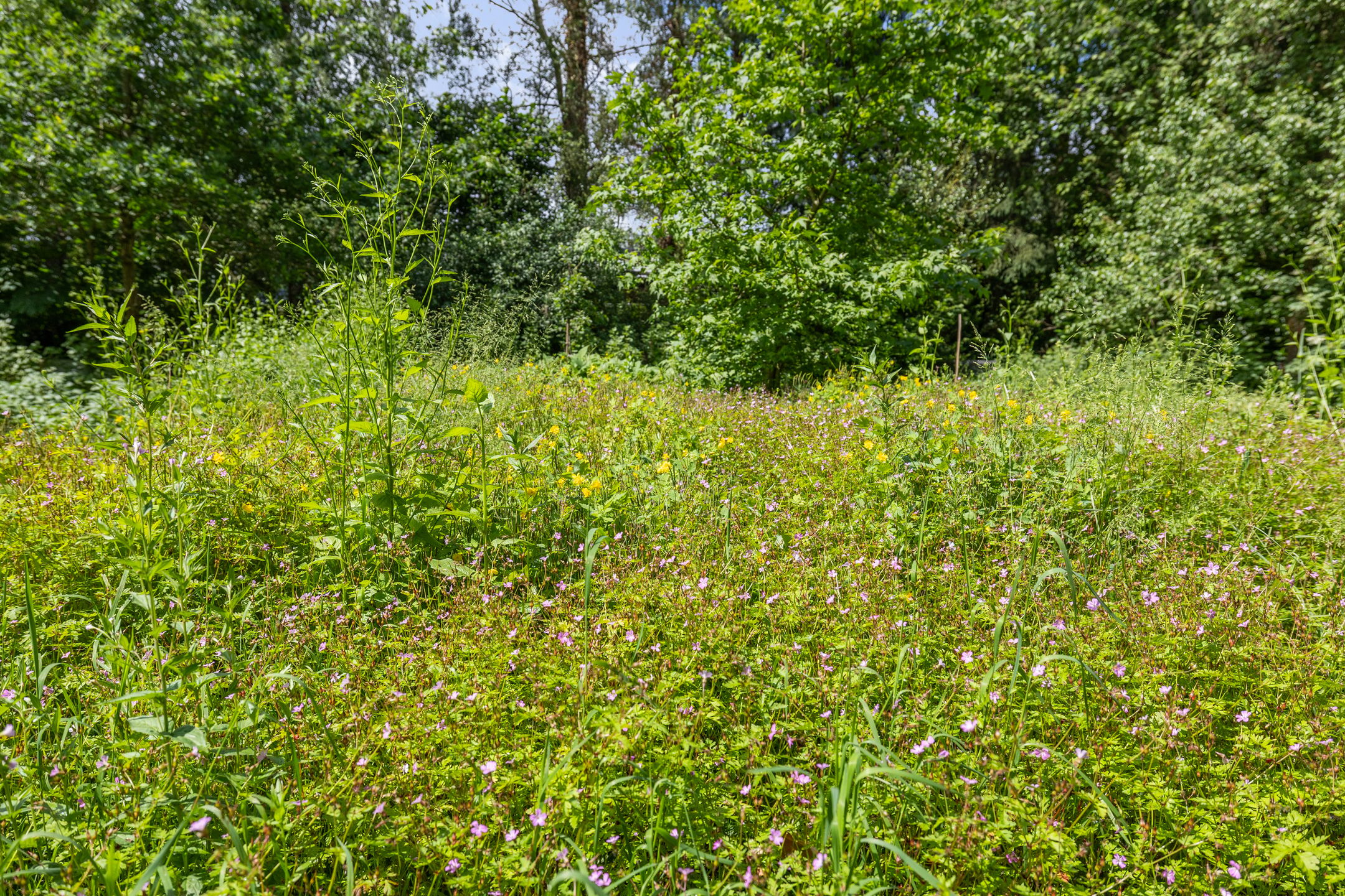 Photo 75 of Berkenlaan 18