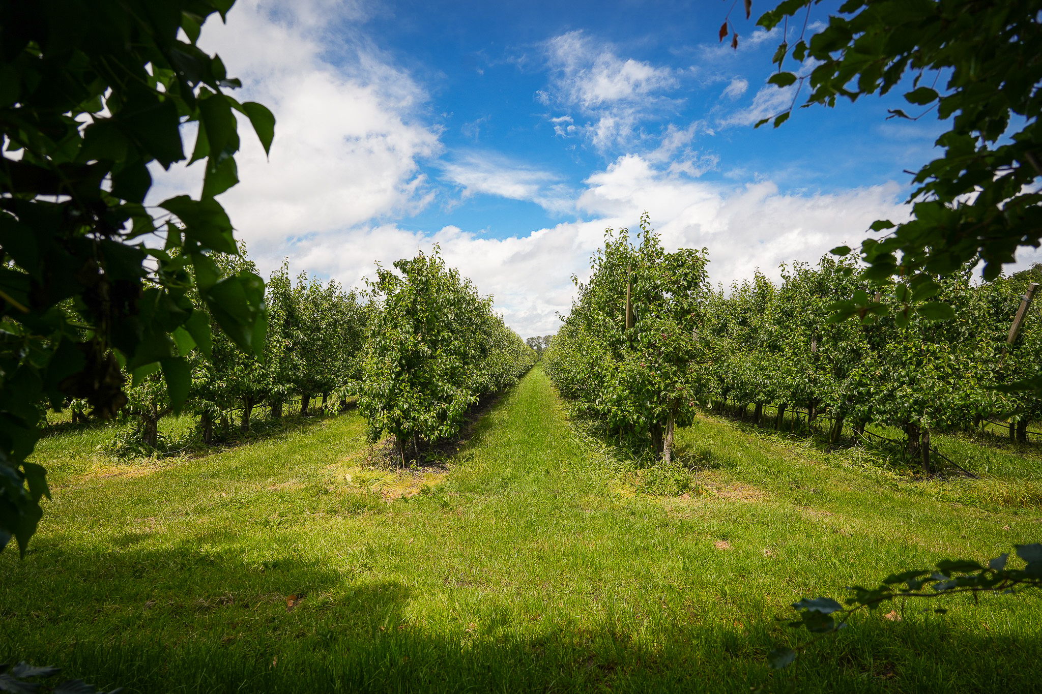 Extended Semi-Detached Home with Panoramic Orchard Views in the Betuwe — 39