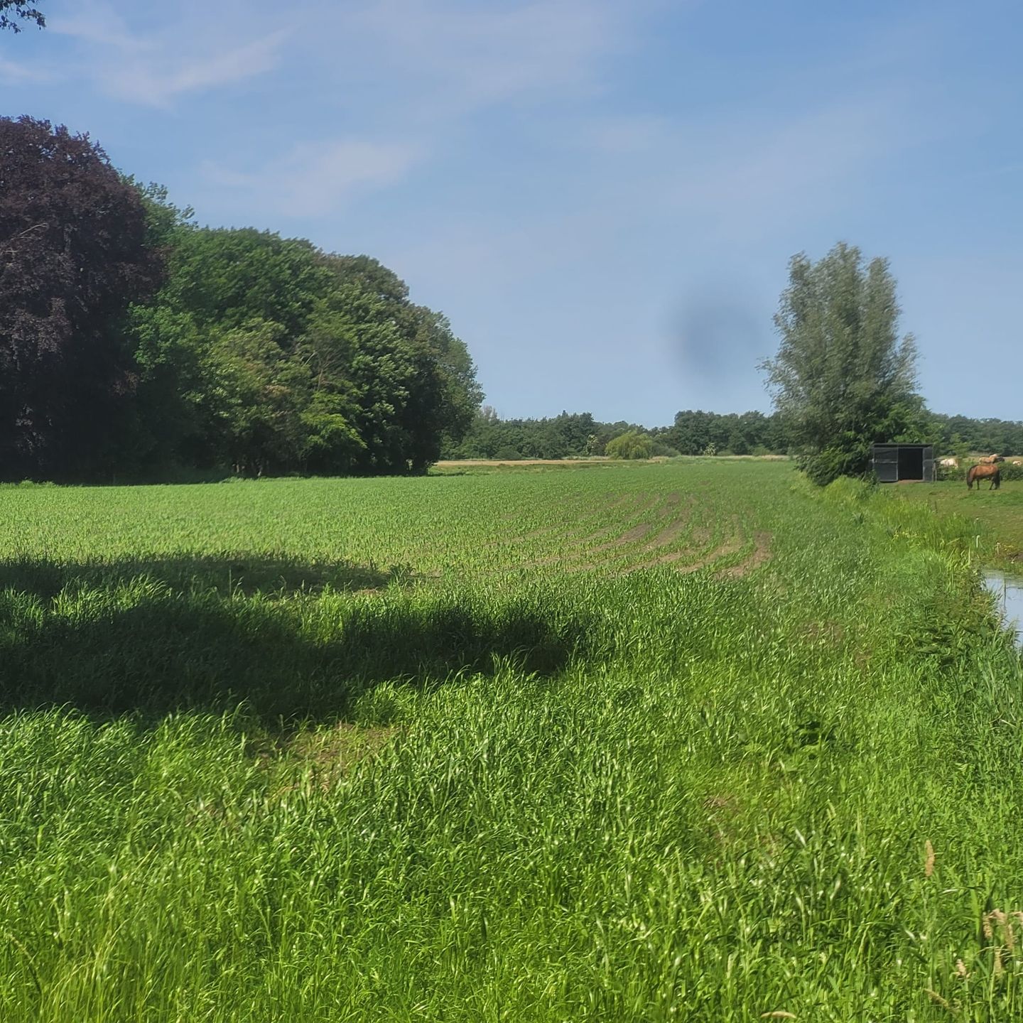 Nieuw-Loosdrechtsedijk - Loosdrecht - Afbeelding 7
