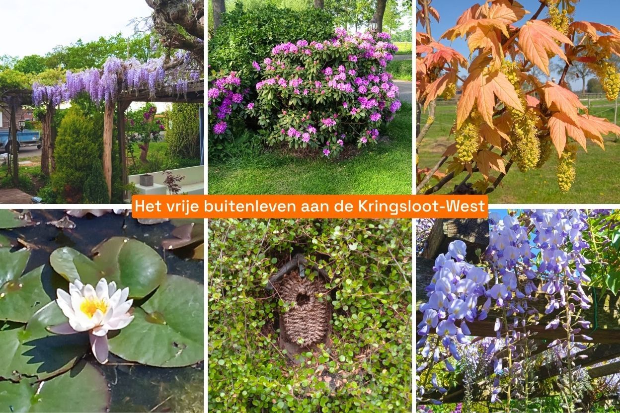 Foto 60 van Kringsloot-west 16