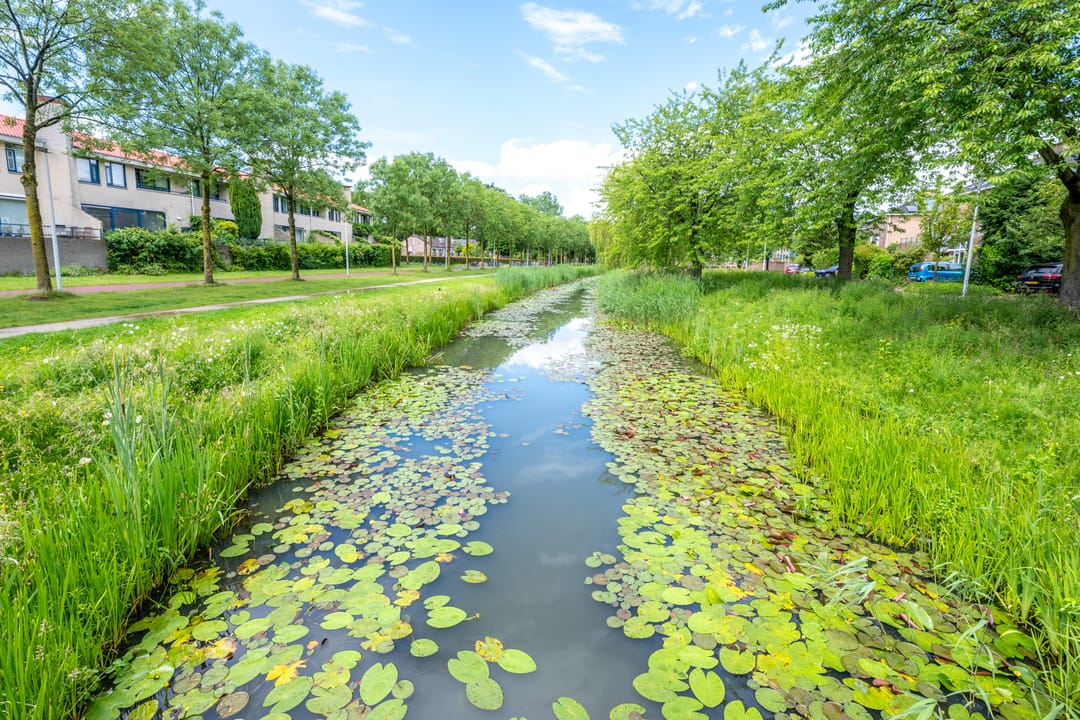 Foto 37 van Zomervlinderberm 18