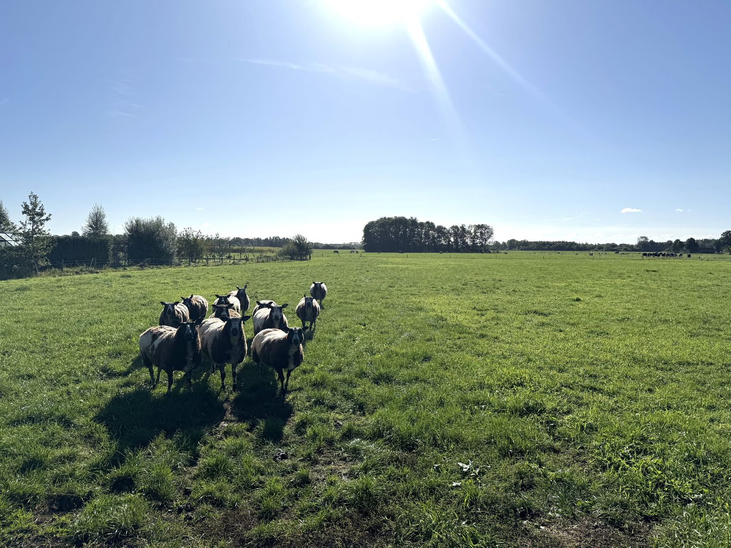 Deelsum 17 - Loenen - Afbeelding 7