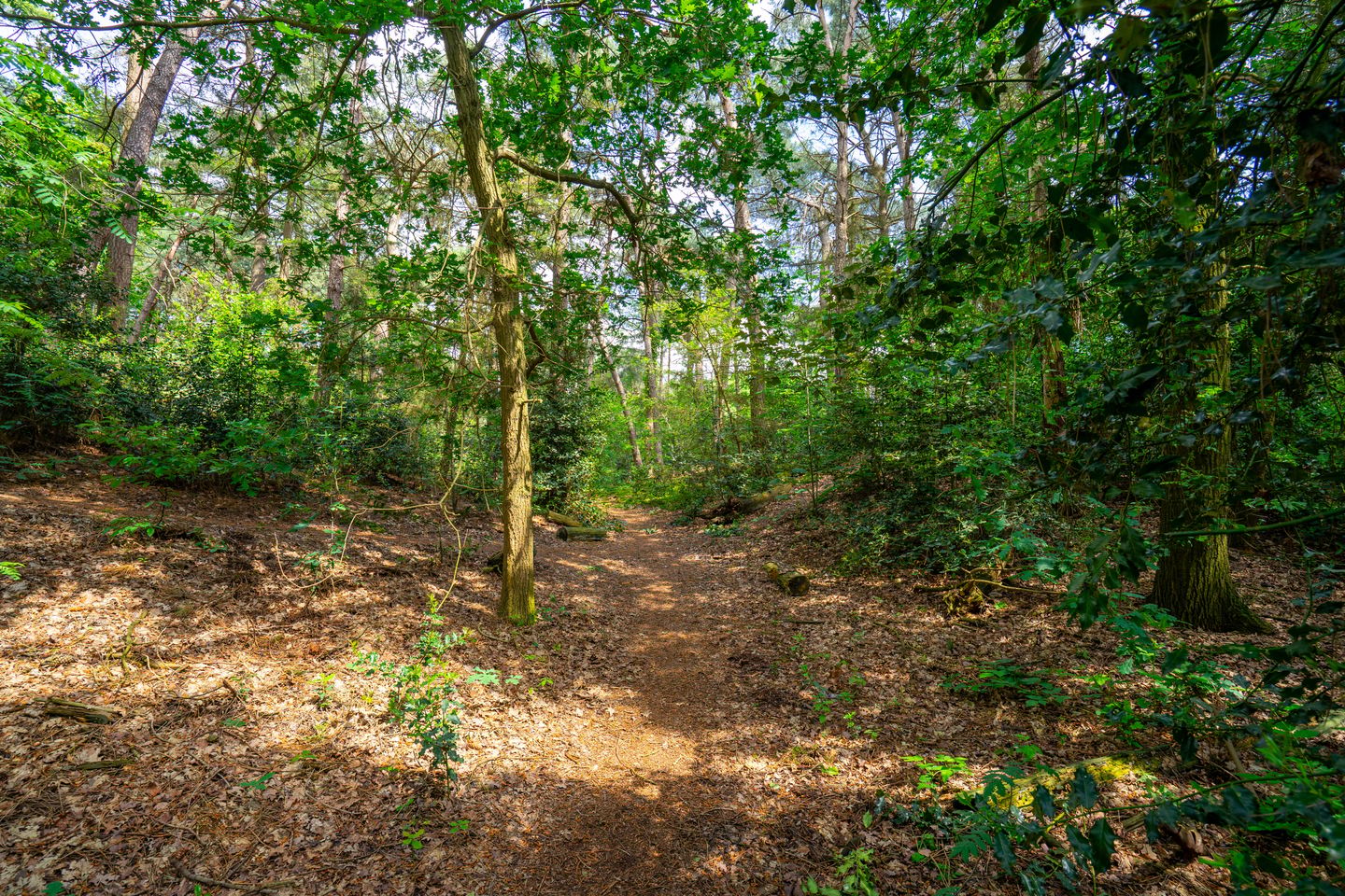 Speelweide - Bakel - Afbeelding 5