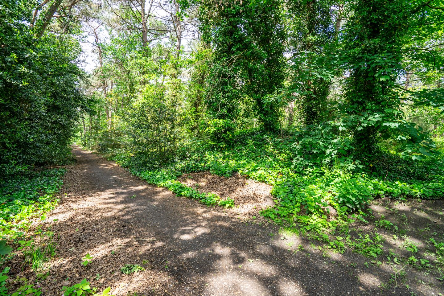 Speelweide - Bakel - Afbeelding 3