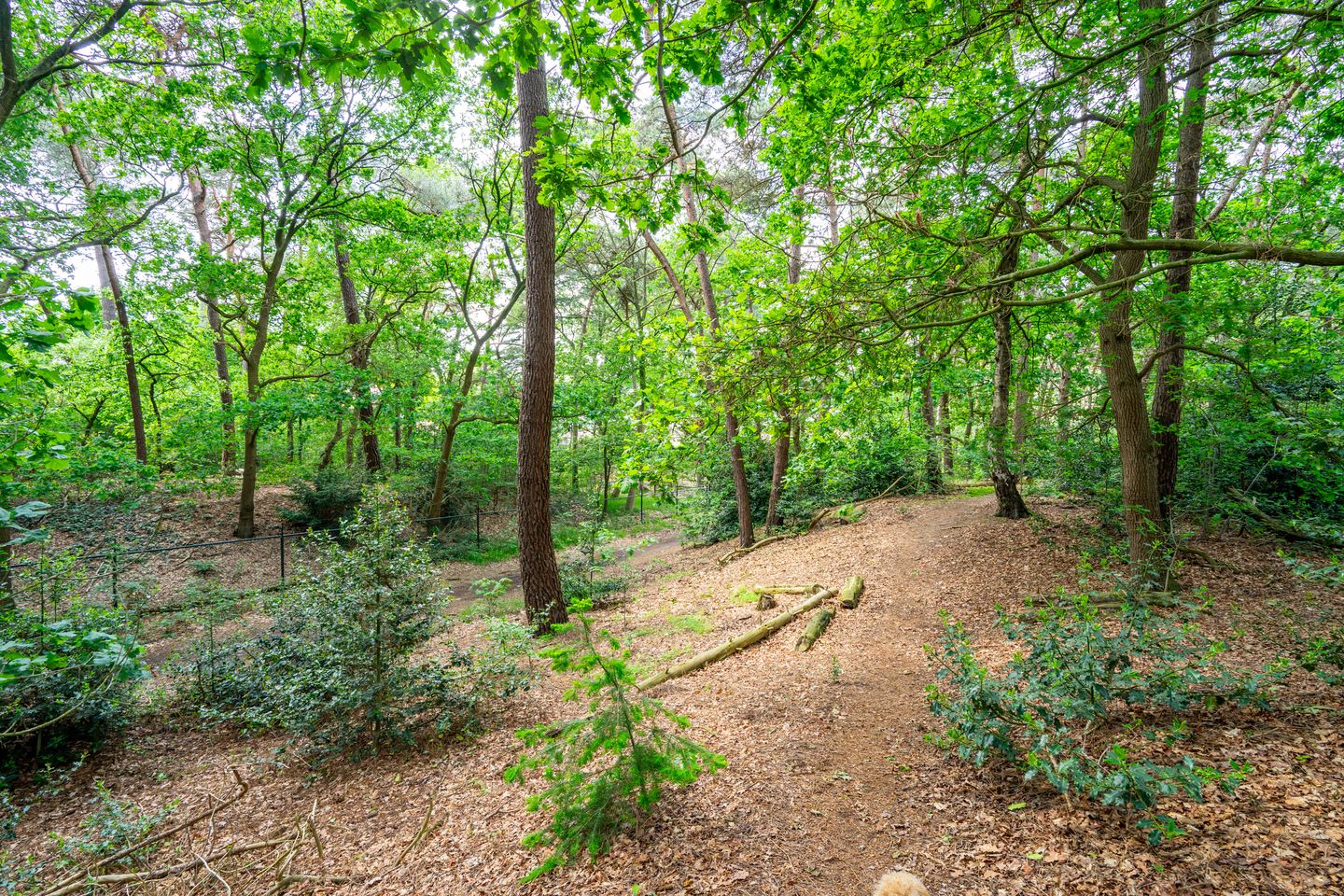 Speelweide - Bakel - Afbeelding 7