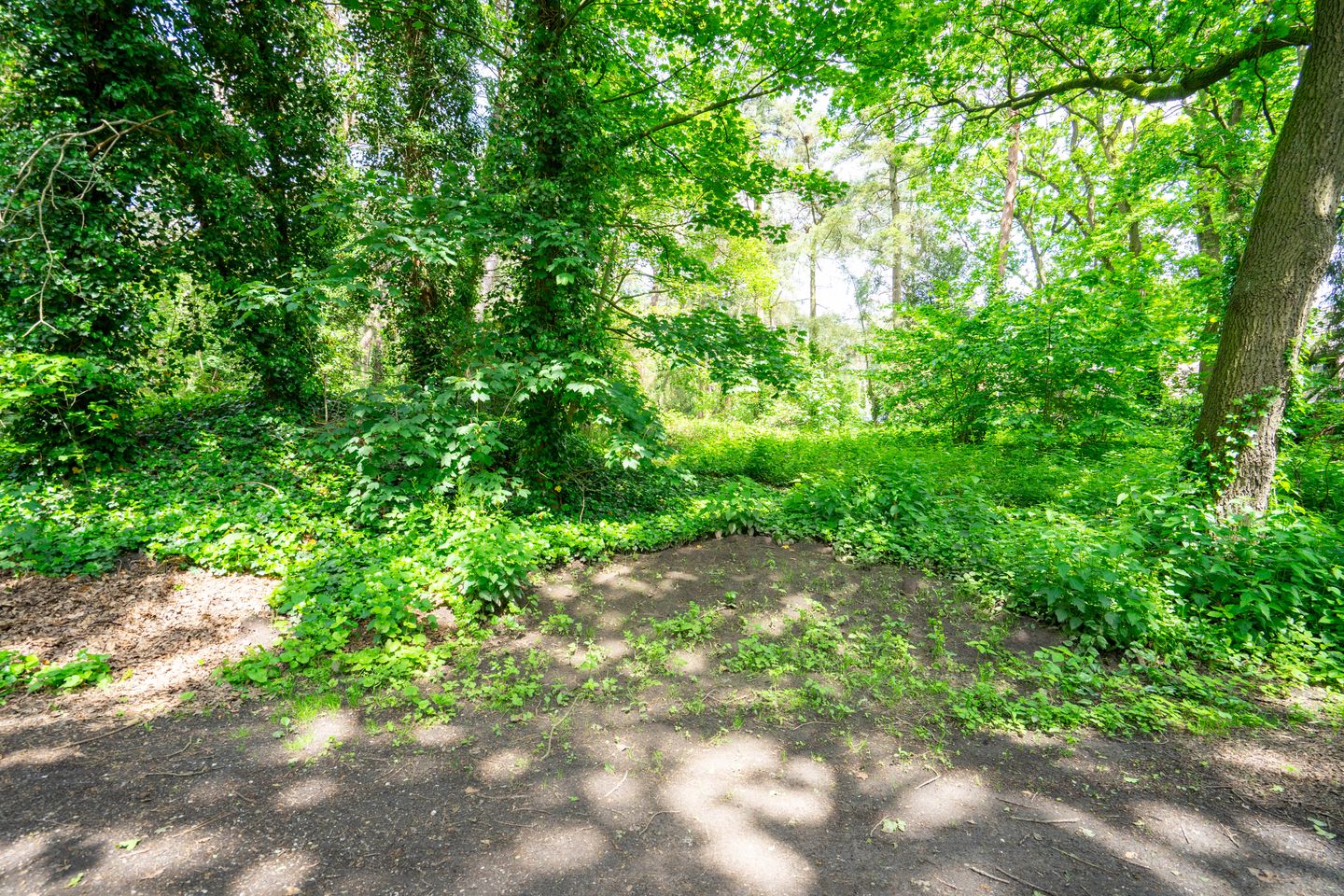 Speelweide - Bakel - Afbeelding 4