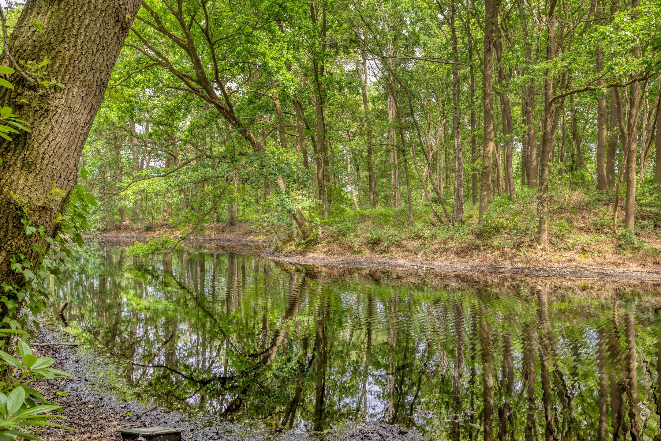 Photo 90 of Nieuweweg-noord 271