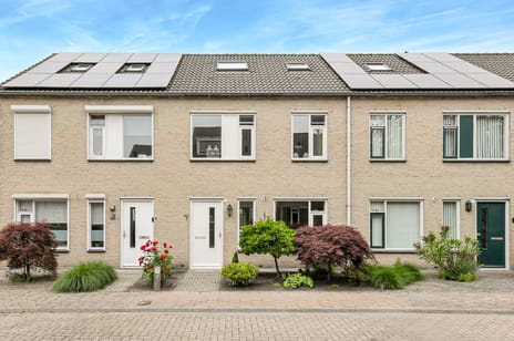 Korenbloem thumbnail