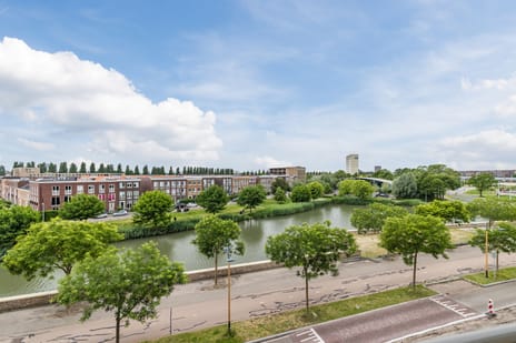 Grauwaartsingel thumbnail