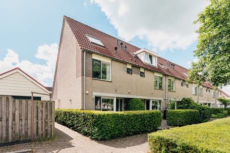 Kievitsbloem thumbnail