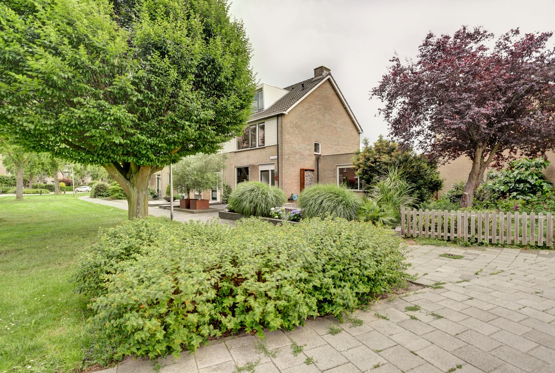 Foto 1 van Goudplevier 1