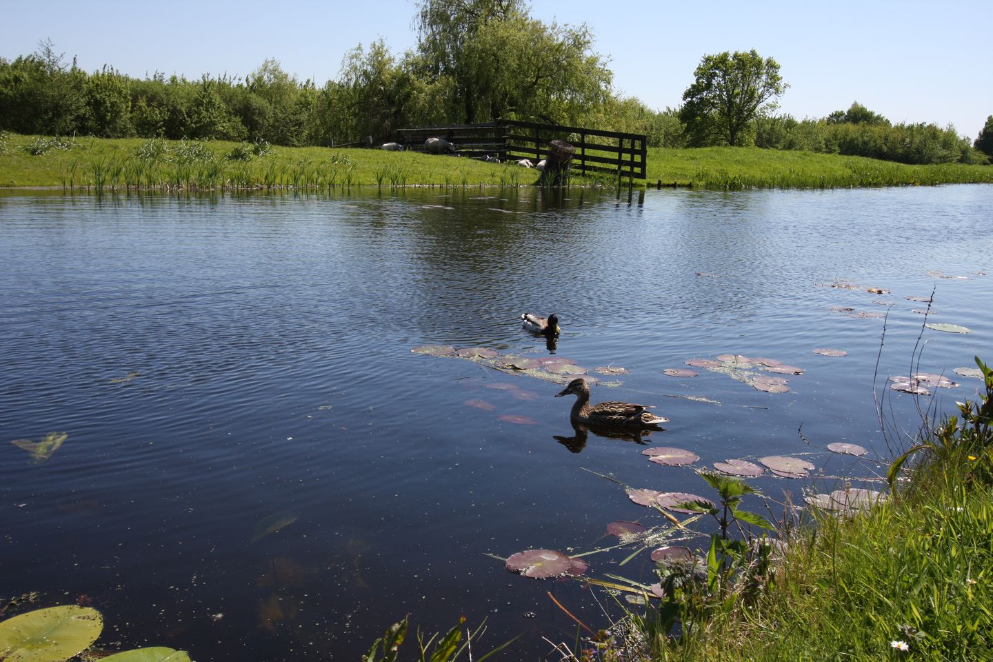 Photo 49 of Noordveenweg 1
