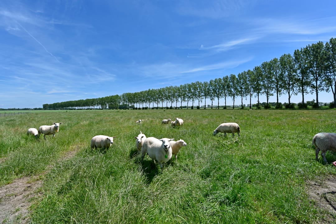 Photo 52 of Hennisdijk 16