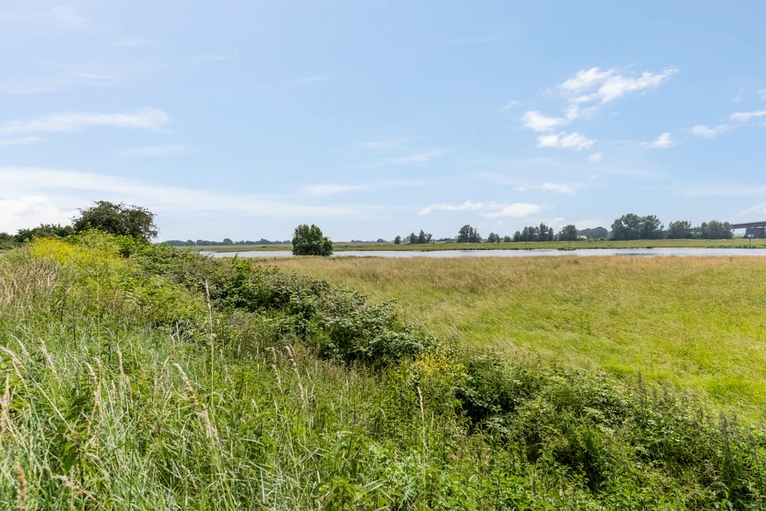 Photo 52 of Zanglijster 90