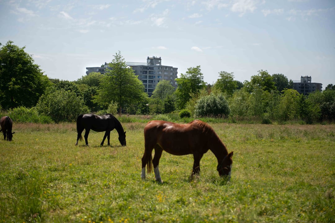 Photo 38 of Groenhoven 812