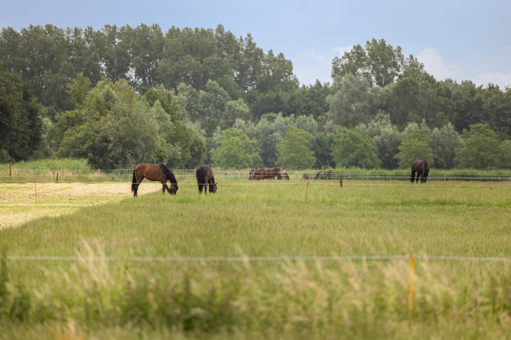 Photo 5 of Kijfhoek 41