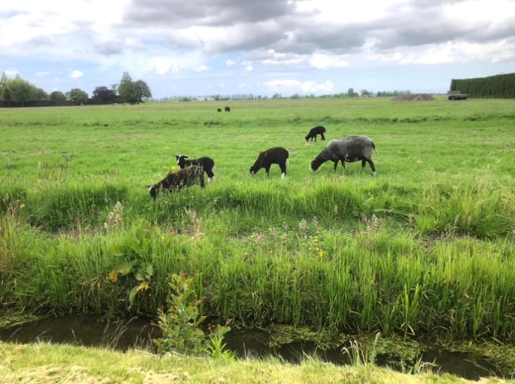 Foto 20 van Maassluiseweg 17