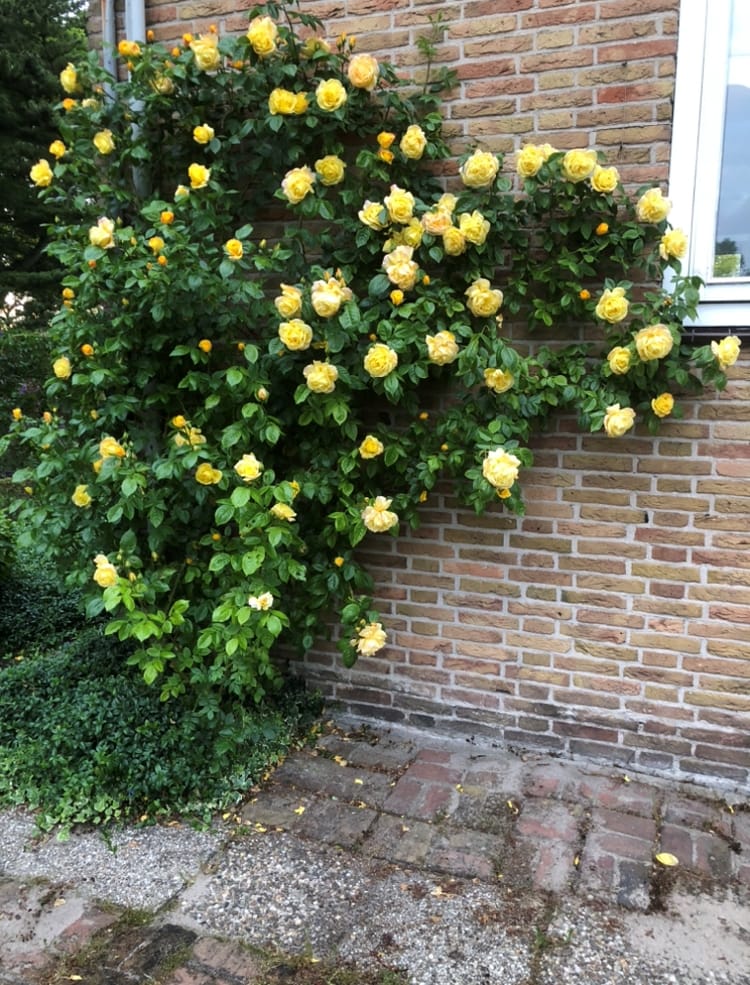 Foto 34 van Maassluiseweg 17