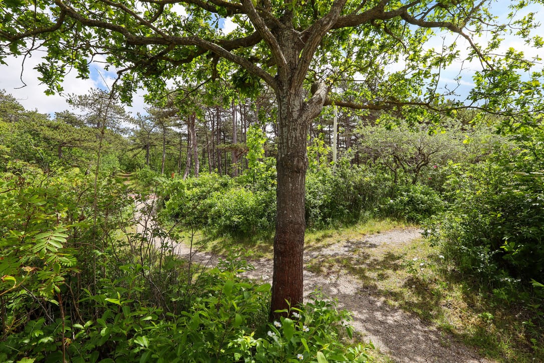 3-bedroom freehold villa in Vlieland — photo 5 of 5