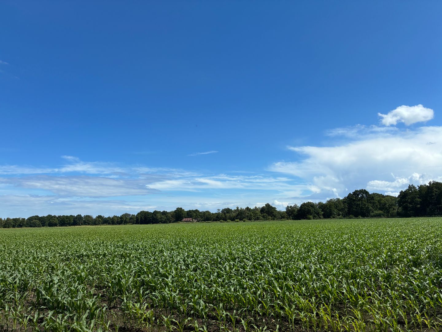 Visdijk - Nederweert-Eind - Afbeelding 6