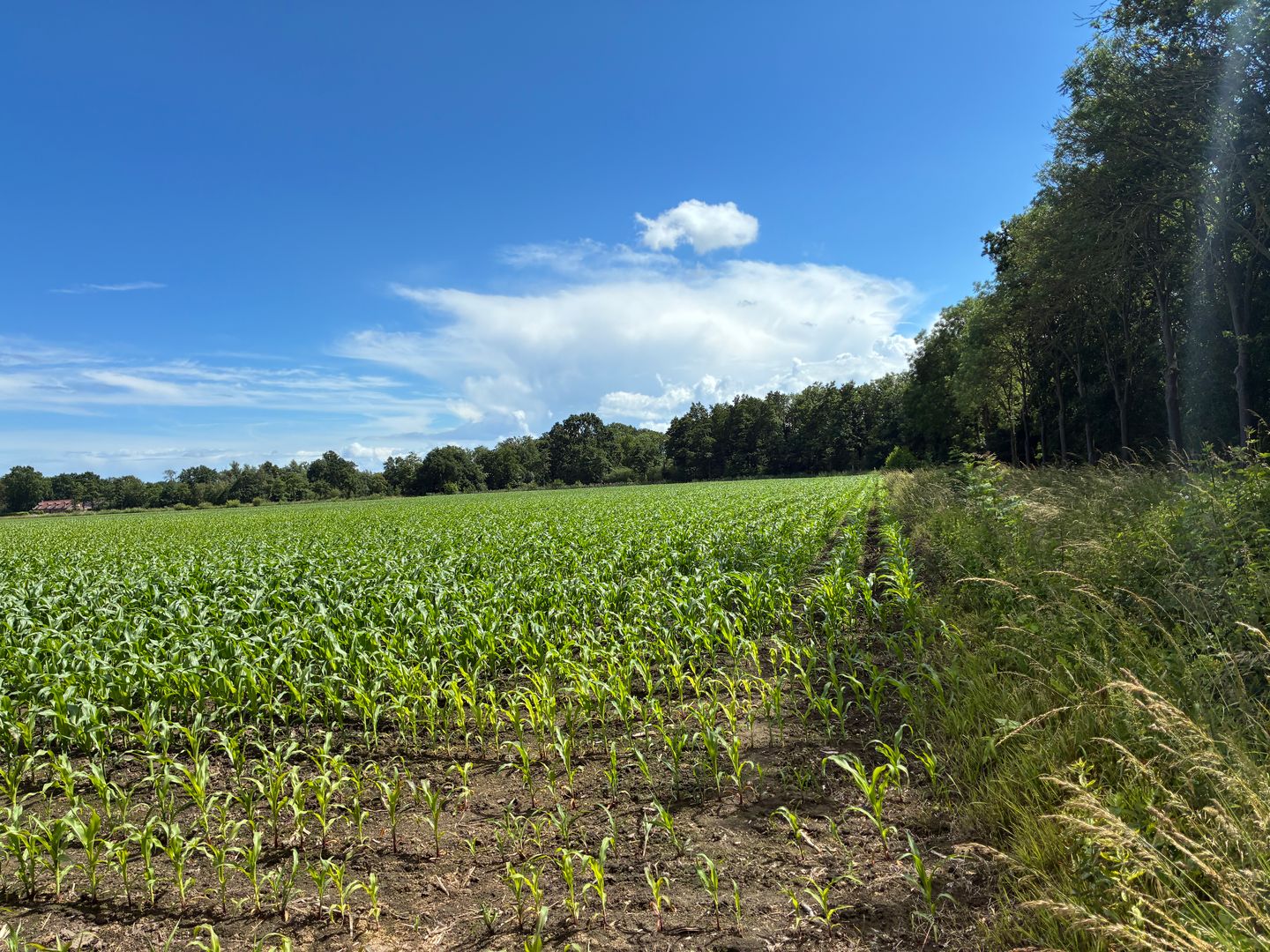 Visdijk - Nederweert-Eind - Afbeelding 7