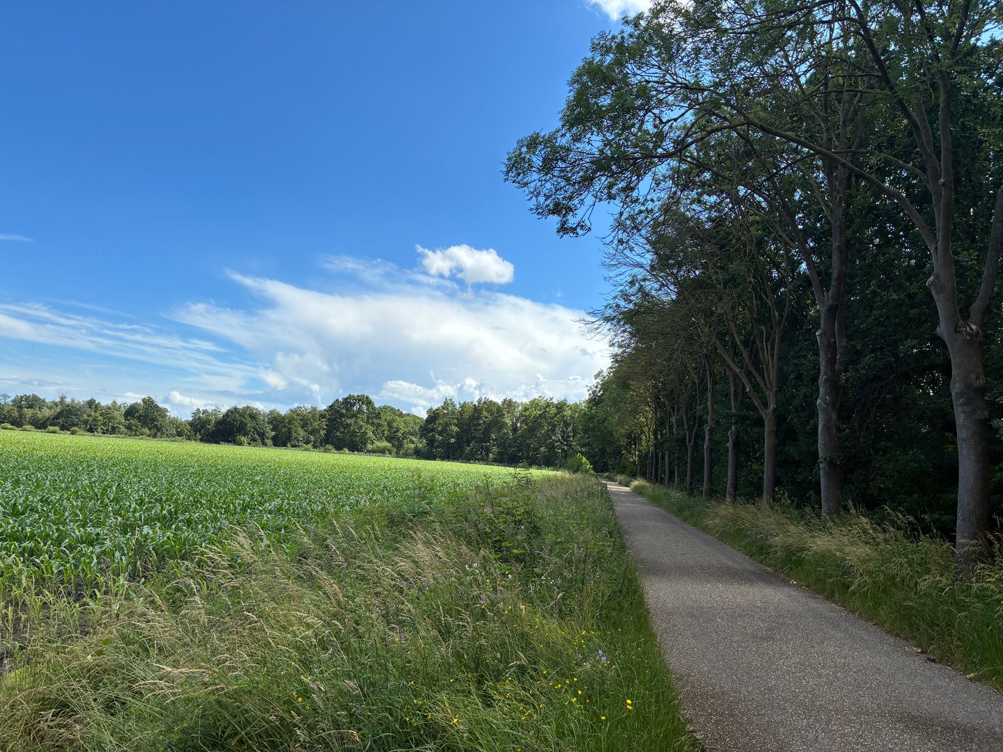 Visdijk - Nederweert-Eind - Afbeelding 4