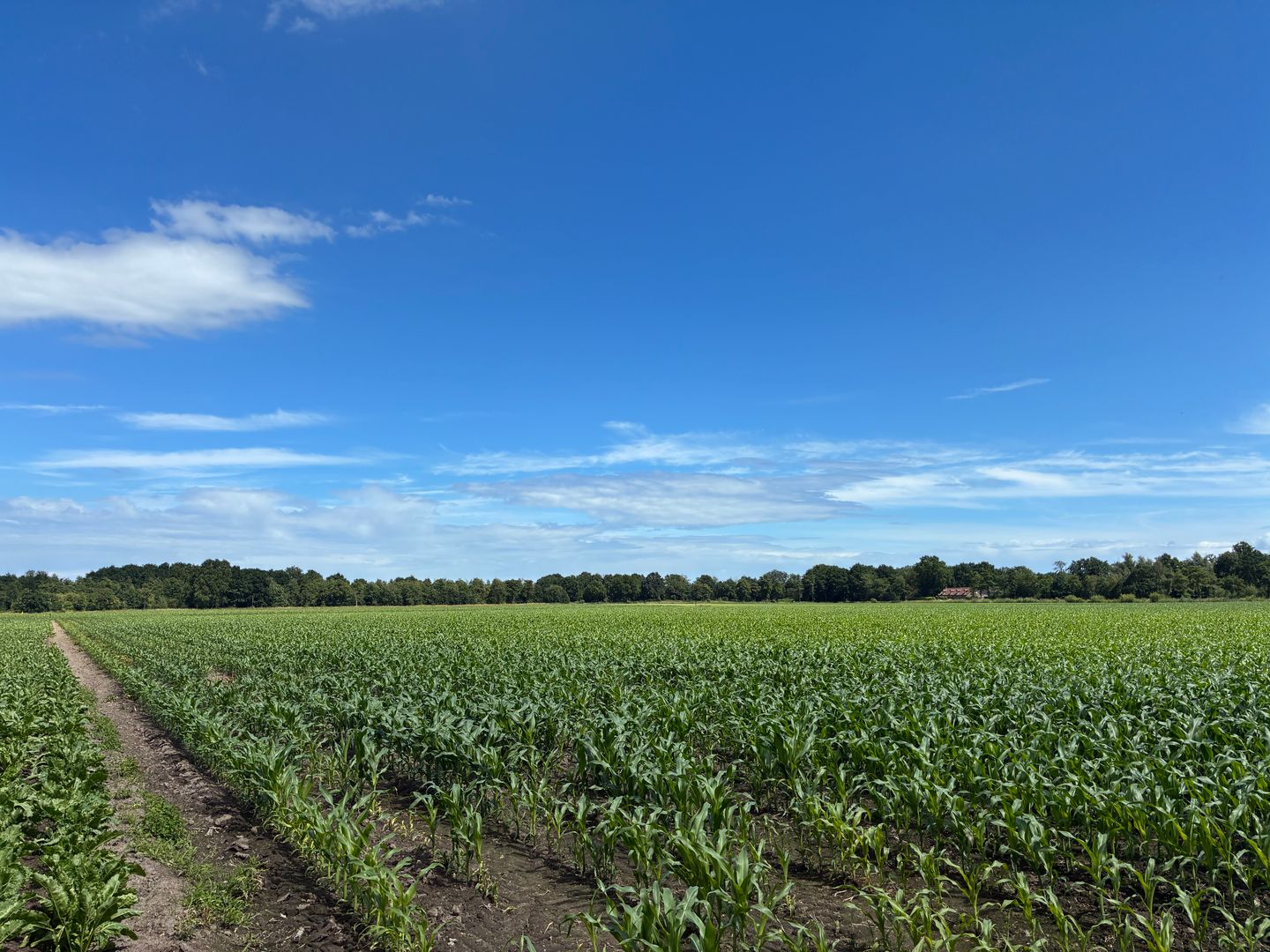 Visdijk - Nederweert-Eind - Afbeelding 5