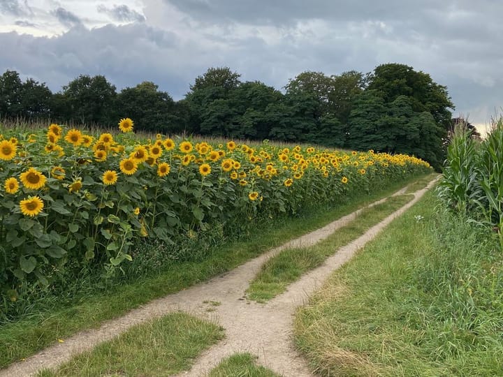 Vrijstaande woning te koop: Schelmseweg 101, Oosterbeek