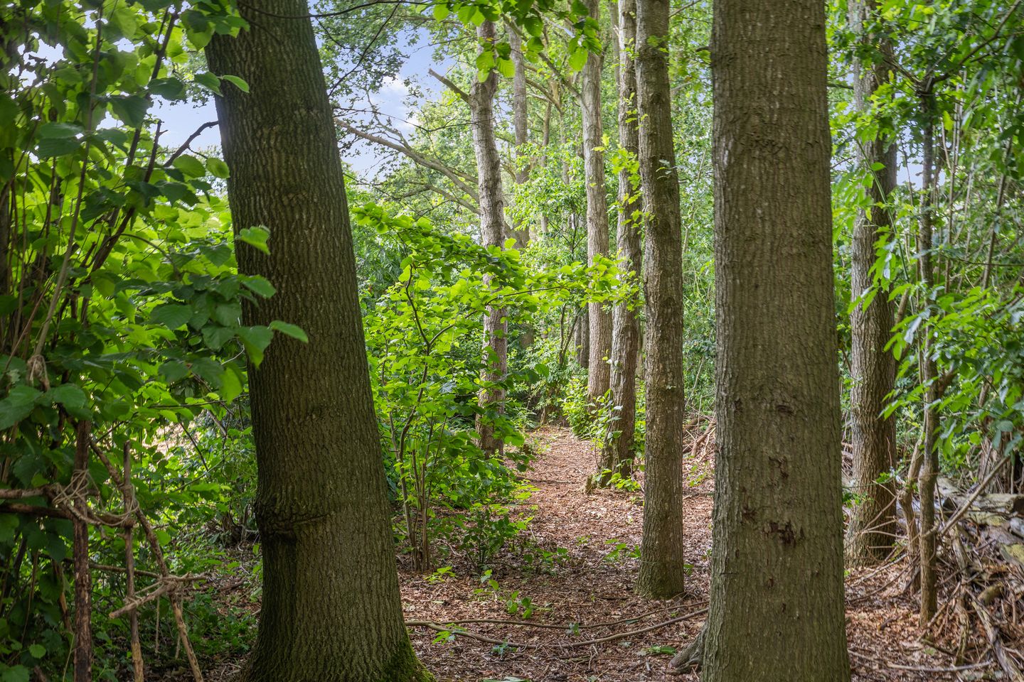Photo 64 of Nieuwe Krim 41