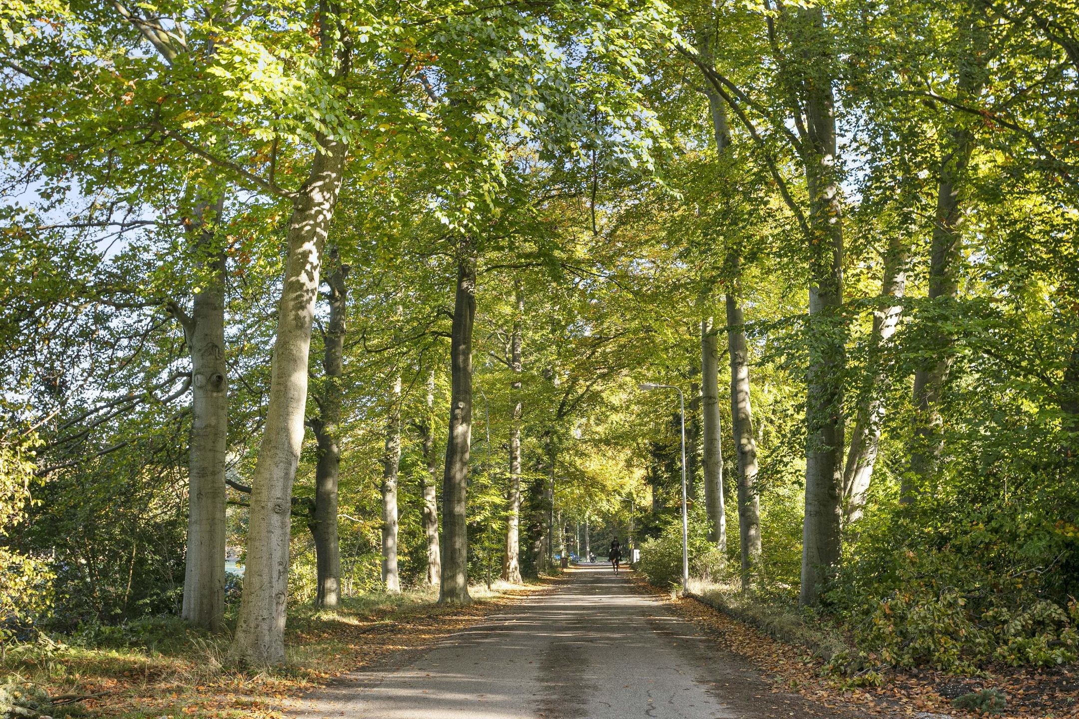 Photo 30 of Laan van Rijnwijk 1-D04