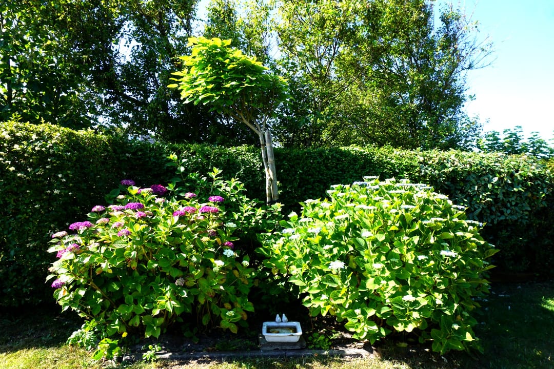 Photo 28 of Wintergroen 16