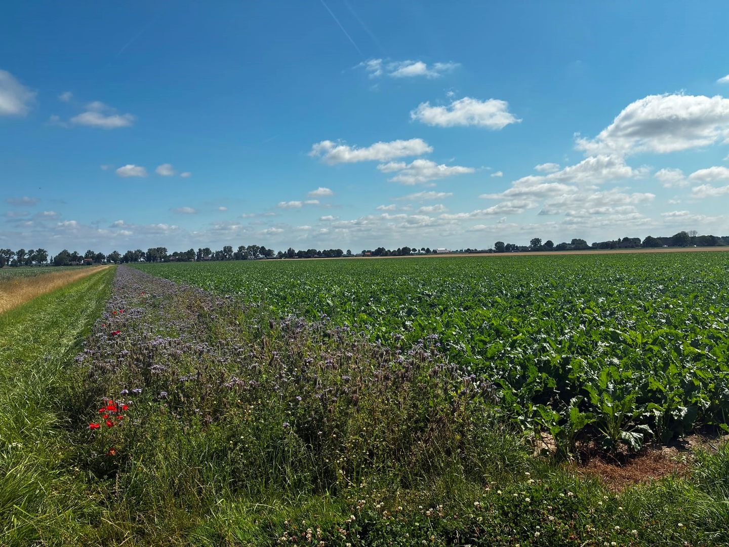 Bekijk foto 4 van Boomdijk