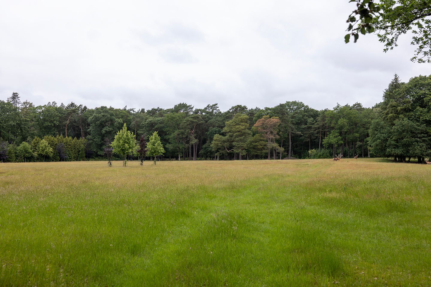 Photo 55 of Plaggeweg 135