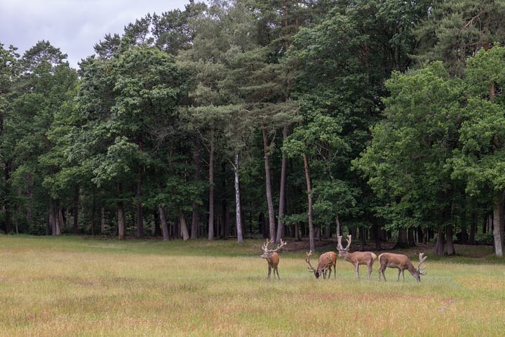 Photo 3 of Plaggeweg 135
