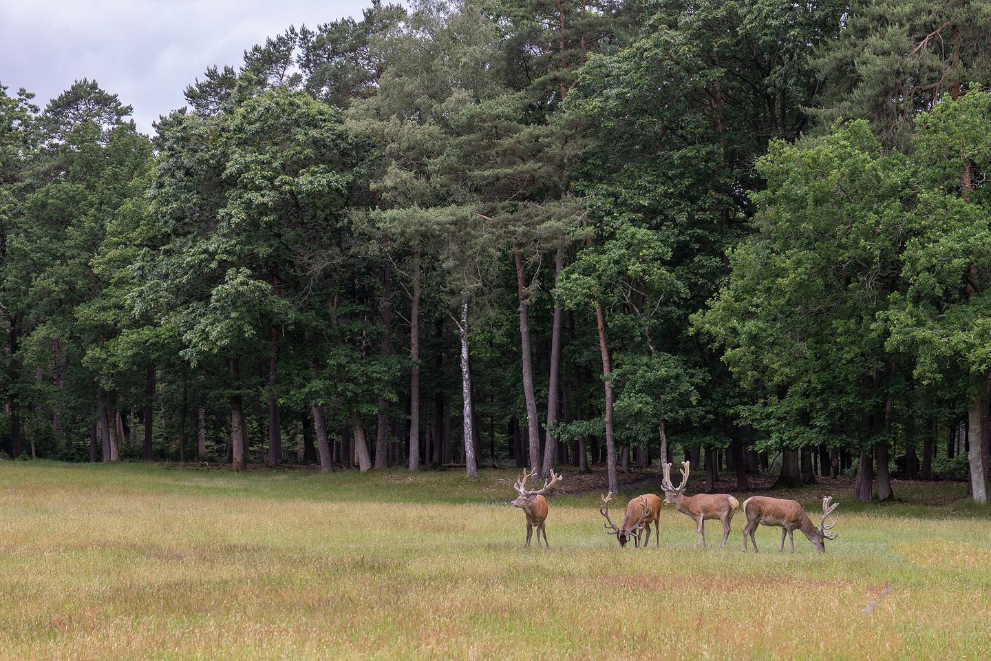 Plaggeweg 135 - Vierhouten - Afbeelding 4