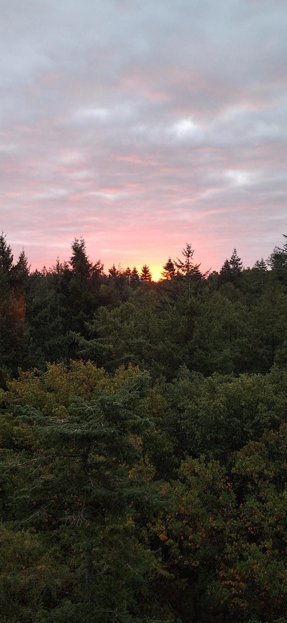 Photo 38 of Bosbeshof 113
