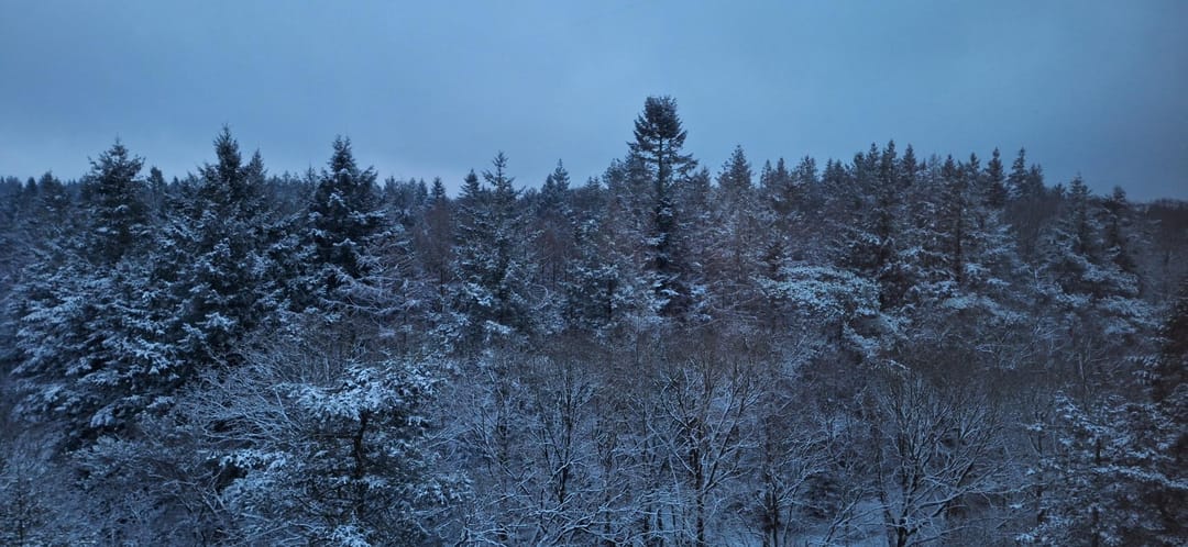 Photo 32 of Bosbeshof 113
