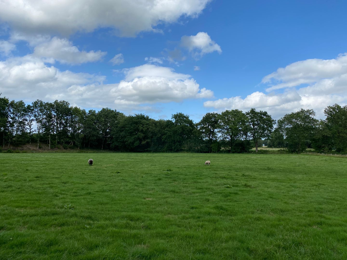Driesweg - Assen - Afbeelding 6