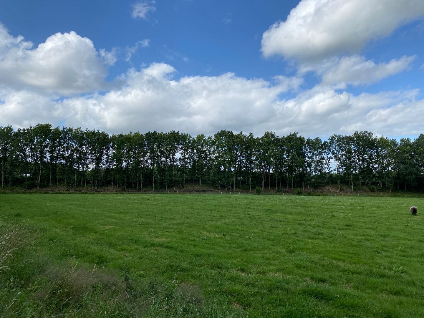 Driesweg - Assen - Afbeelding 5