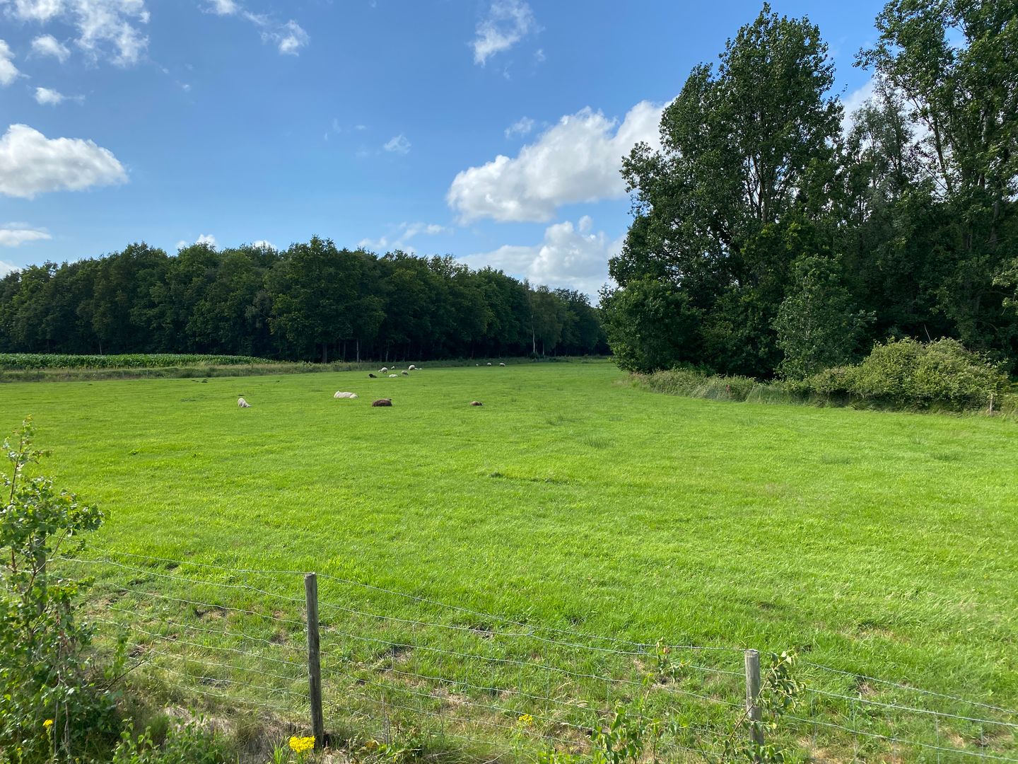 Driesweg - Assen - Afbeelding 3
