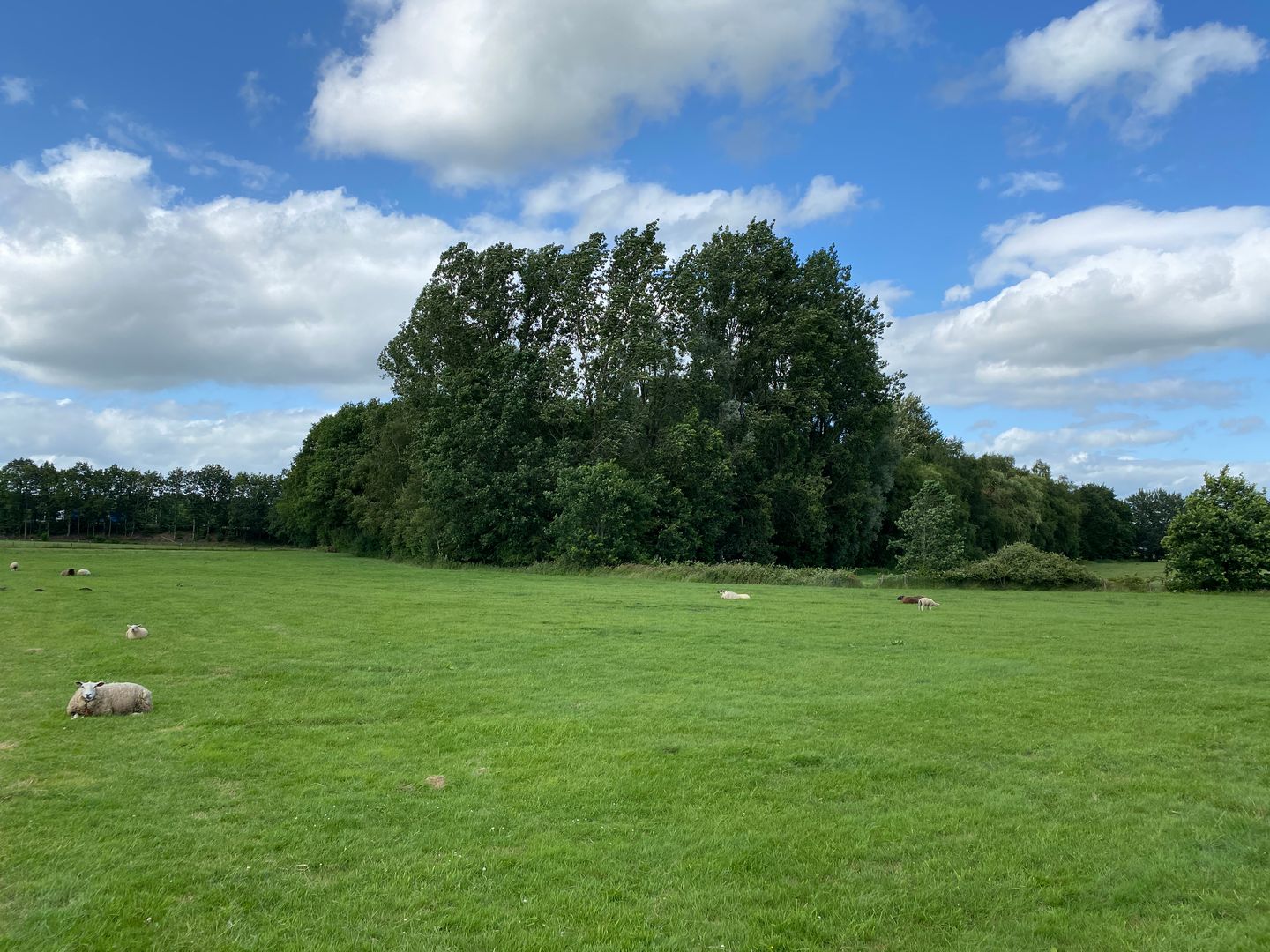 Driesweg - Assen - Afbeelding 4