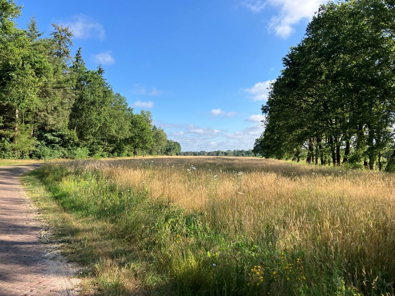 Brugseheide - Valkenswaard - Afbeelding 2