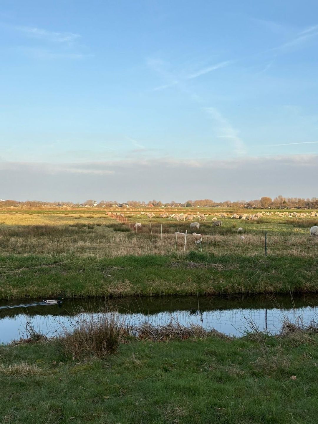 Photo 37 of Zijl 85