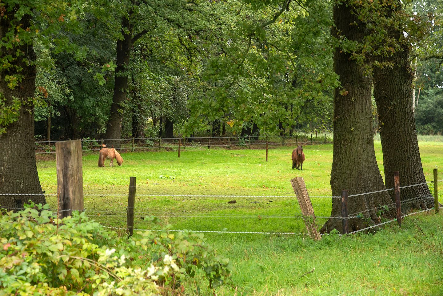 Foto 40 van Bellinkweg 1