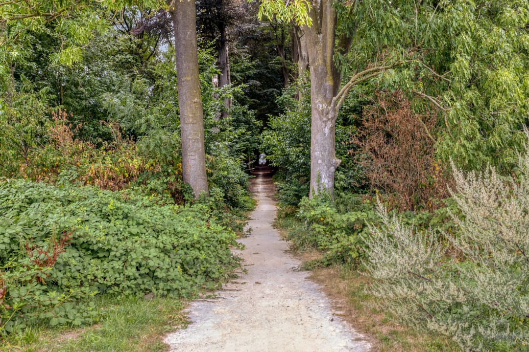 Foto 26 van Watersalamander 4