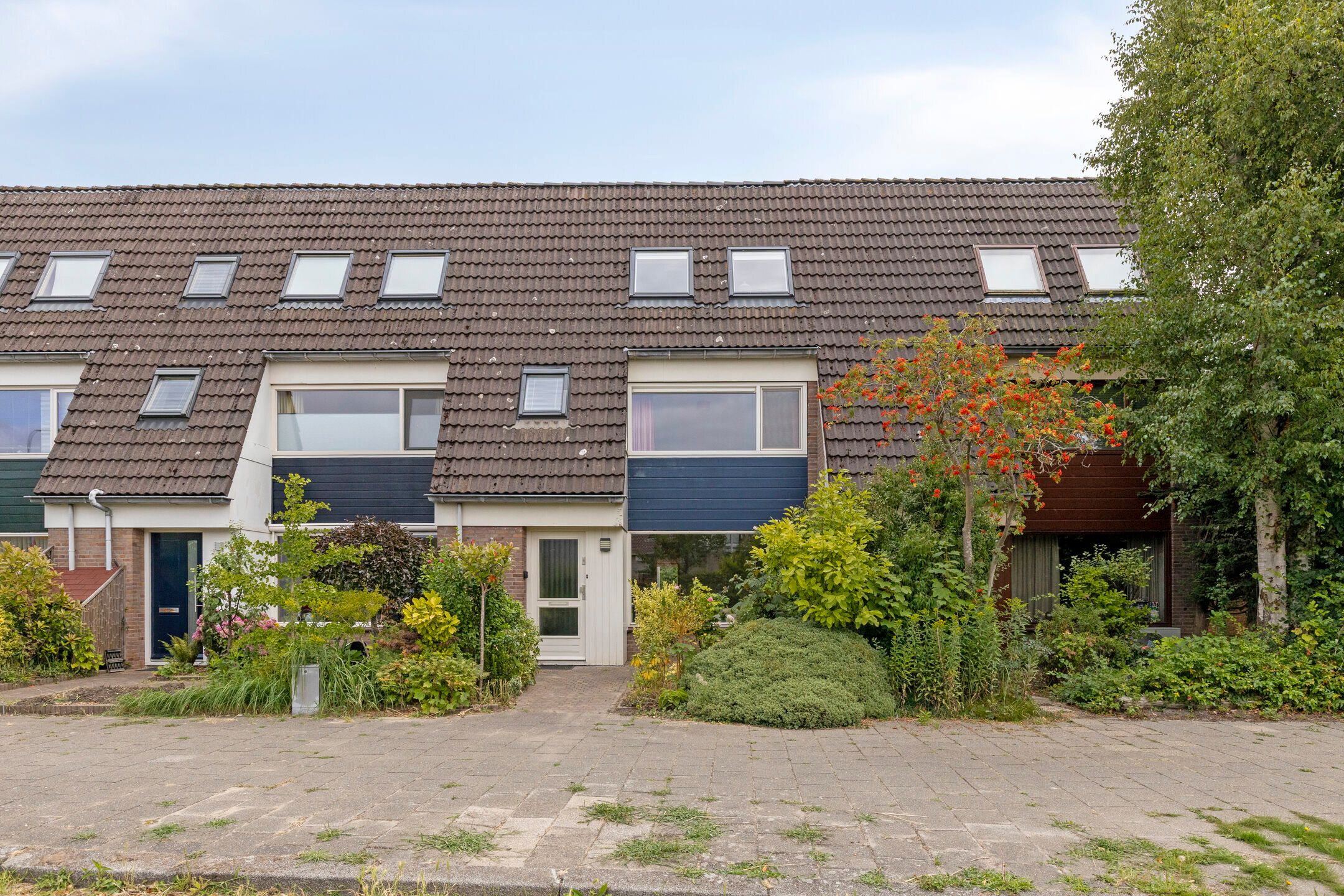 Zwanebloem 7